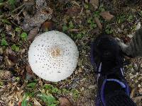 Chlorophyllum molybdites image