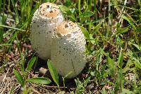 Coprinus comatus image