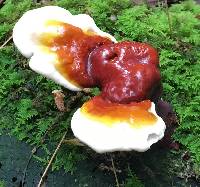 Ganoderma tsugae image