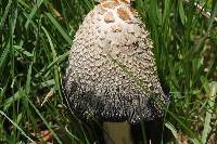 Coprinus comatus image