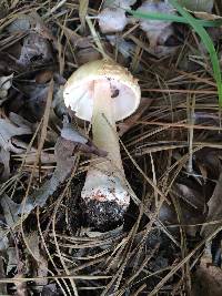 Amanita amerirubescens image