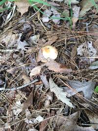 Amanita amerirubescens image