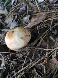 Amanita amerirubescens image