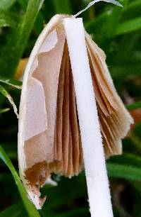 Conocybe apala image