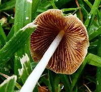 Conocybe apala image