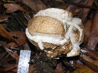 Calvatia craniiformis image