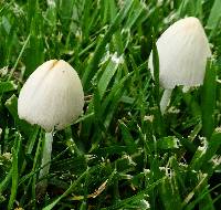 Conocybe apala image