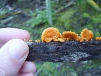 Favolaschia calocera image