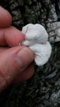 Schizophyllum commune image