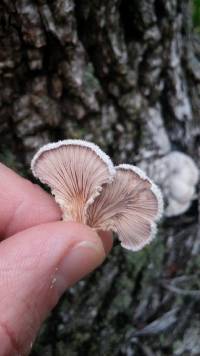 Schizophyllum commune image