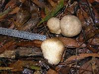 Calvatia craniiformis image