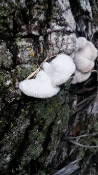 Schizophyllum commune image