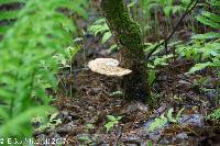 Polyporus squamosus image