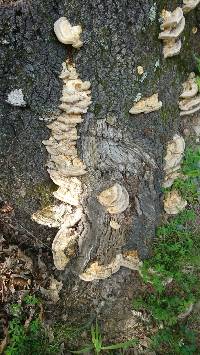 Trametes cubensis image