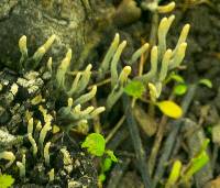 Xylaria polymorpha image