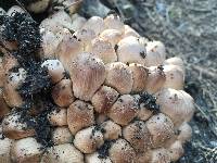 Coprinellus micaceus image