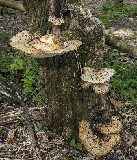 Polyporus squamosus image