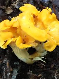 Cantharellus flavus image