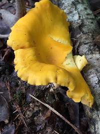 Cantharellus flavus image