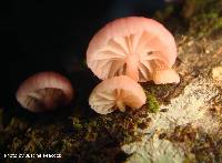 Mycena roseoflava image