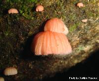 Mycena roseoflava image