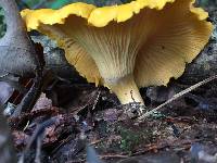 Cantharellus flavus image