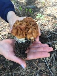 Gyromitra montana image