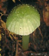 Hygrocybe graminicolor image