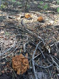 Gyromitra montana image