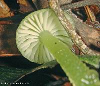 Hygrocybe graminicolor image