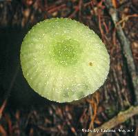 Hygrocybe graminicolor image