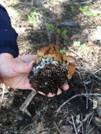 Gyromitra montana image