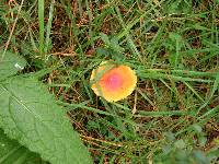 Amanita muscaria image