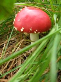 Amanita muscaria image