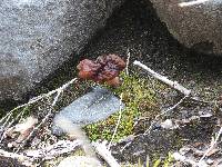 Gyromitra esculenta image