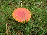 Amanita muscaria image