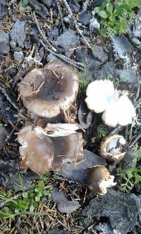 Russula amoenolens image