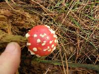 Amanita muscaria image