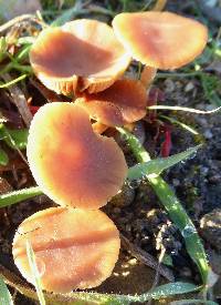 Tubaria furfuracea image