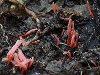 Clavaria rosea image