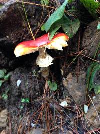 Amanita muscaria image