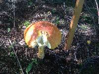 Amanita muscaria image