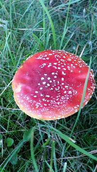 Amanita muscaria image