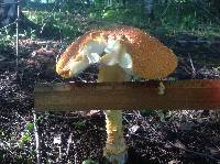 Amanita muscaria image