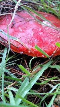 Amanita muscaria image