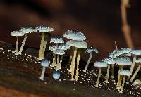 Mycena interrupta image