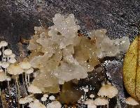 Tremella fuciformis image