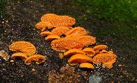 Favolaschia calocera image