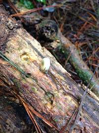 Mycena globuliformis image