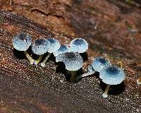 Mycena interrupta image